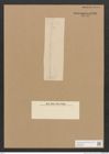 Diatomeae indet. Zeichnungen Sammlung Grunow Nr. 4406 (NHMW-BOT-W0372568)